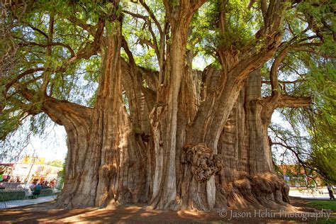  「The Talking Tree」：古代メキシコの知恵と自然の神秘が織りなす物語！